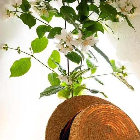 Sunny Elza Hvar Town