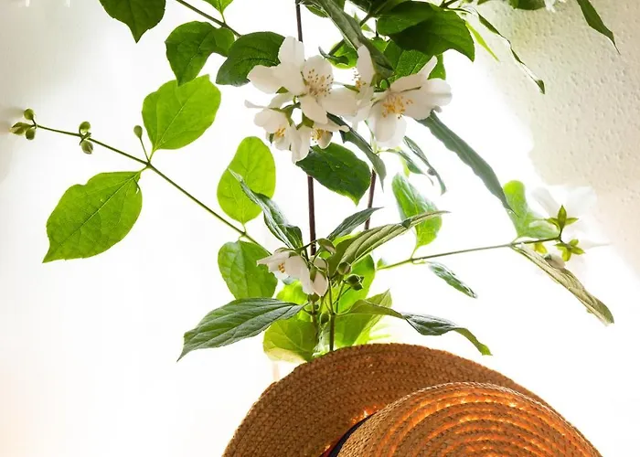 Sunny Elza Hvar Town